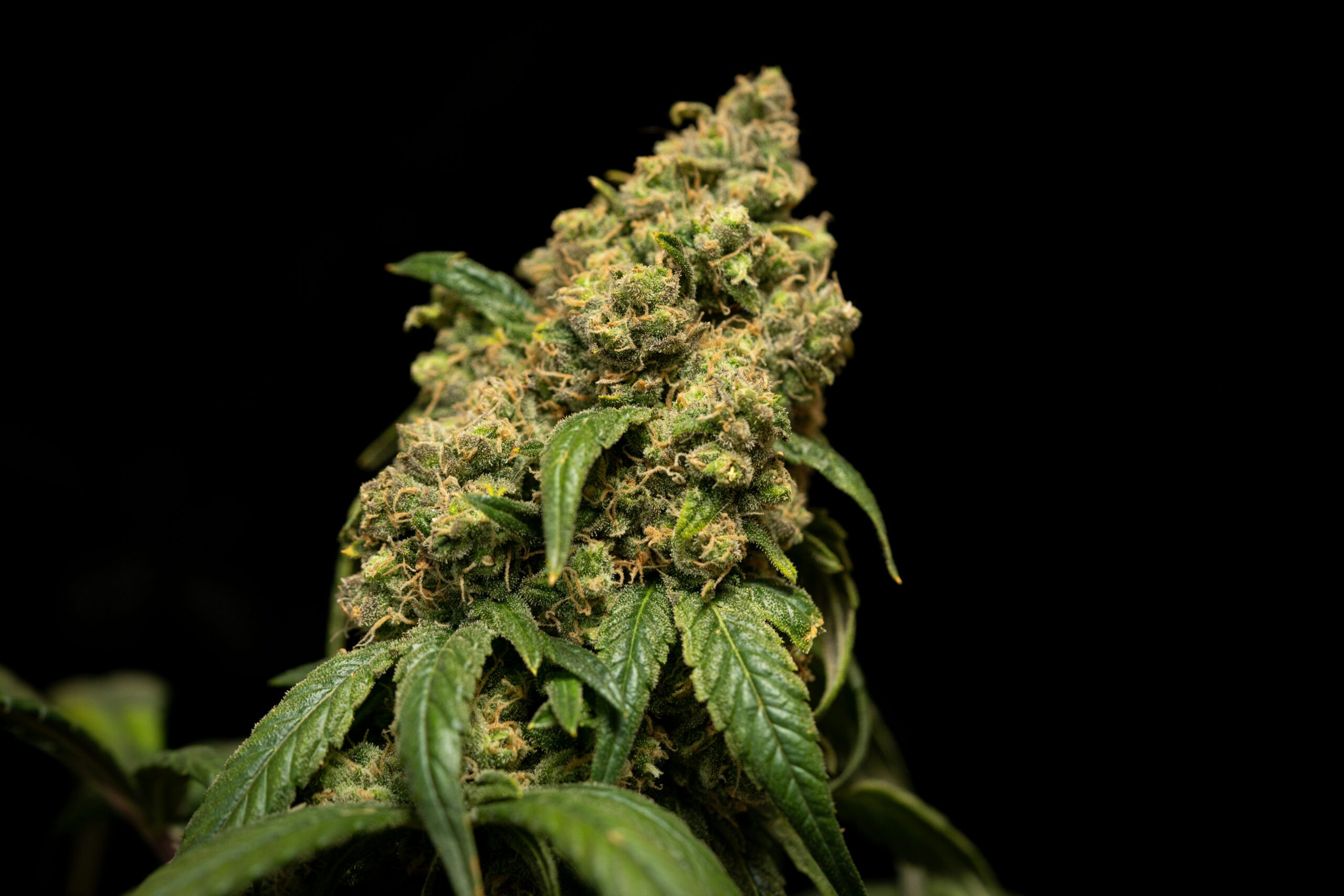 THCa Flowers: A Natural Alternative for Pain Management